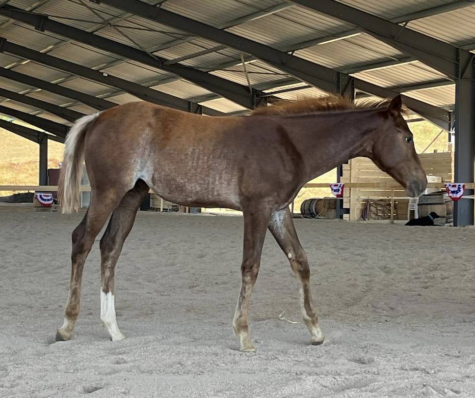 TEXAS ON THE ROCK - 2026 AQHA Sorrel Rouan Rabicano