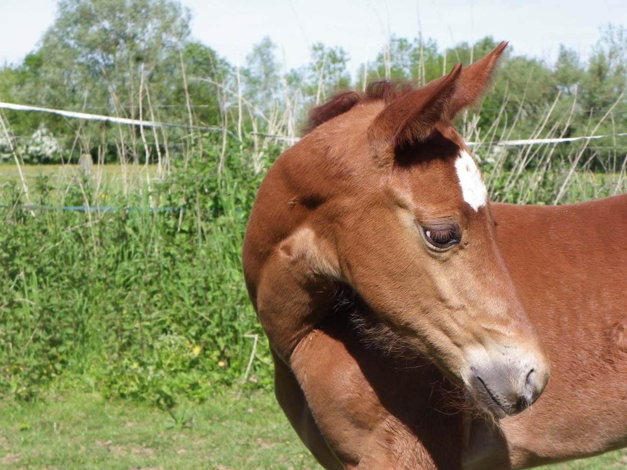 TEXAS ON THE ROCK - 2026 AQHA Sorrel Rouan Rabicano