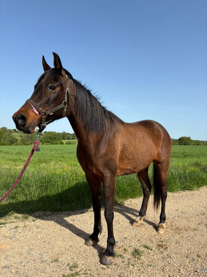 Jument psa d'exp&eacute;rience