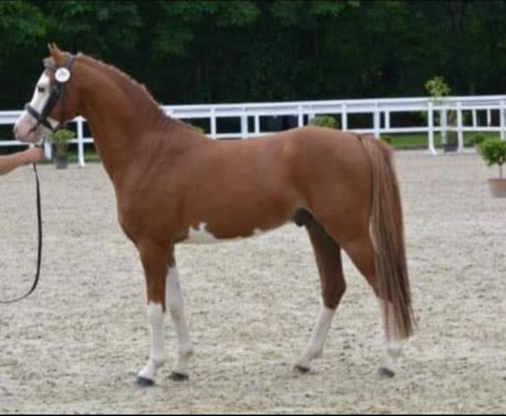 PONEY WELSH 