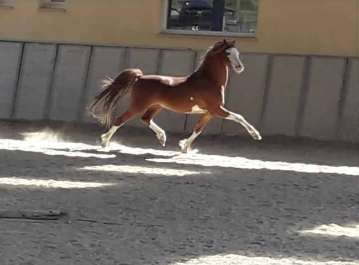 PONEY WELSH 