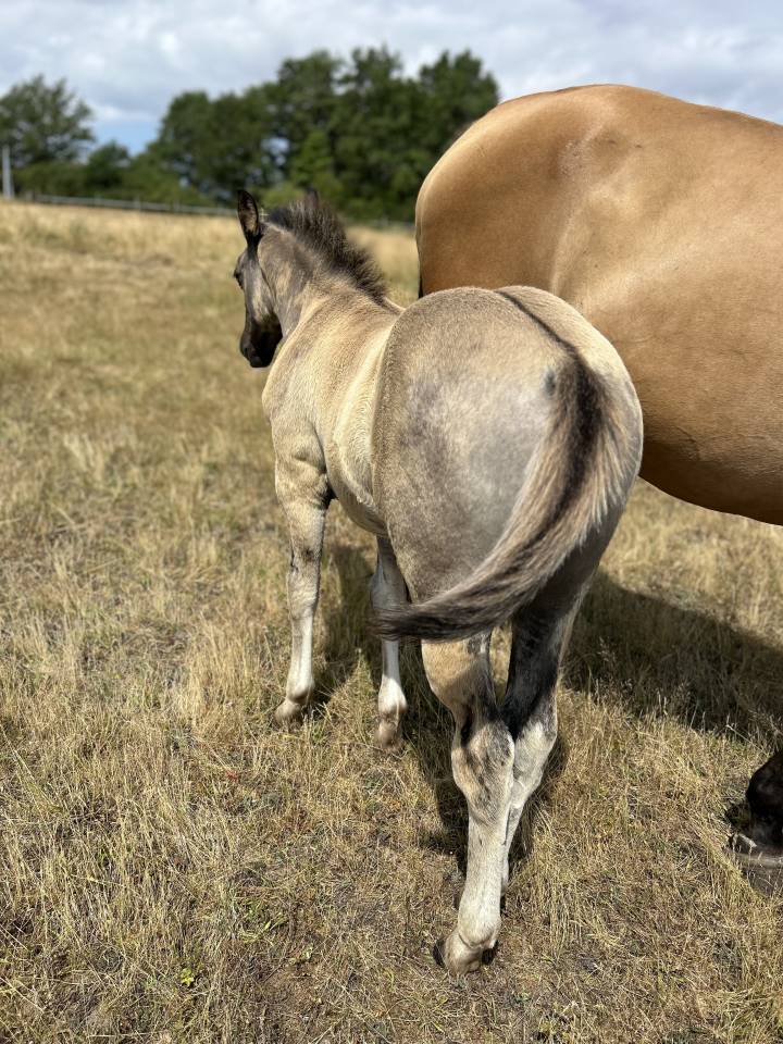 POULAIN AQHA GRULLO 2026