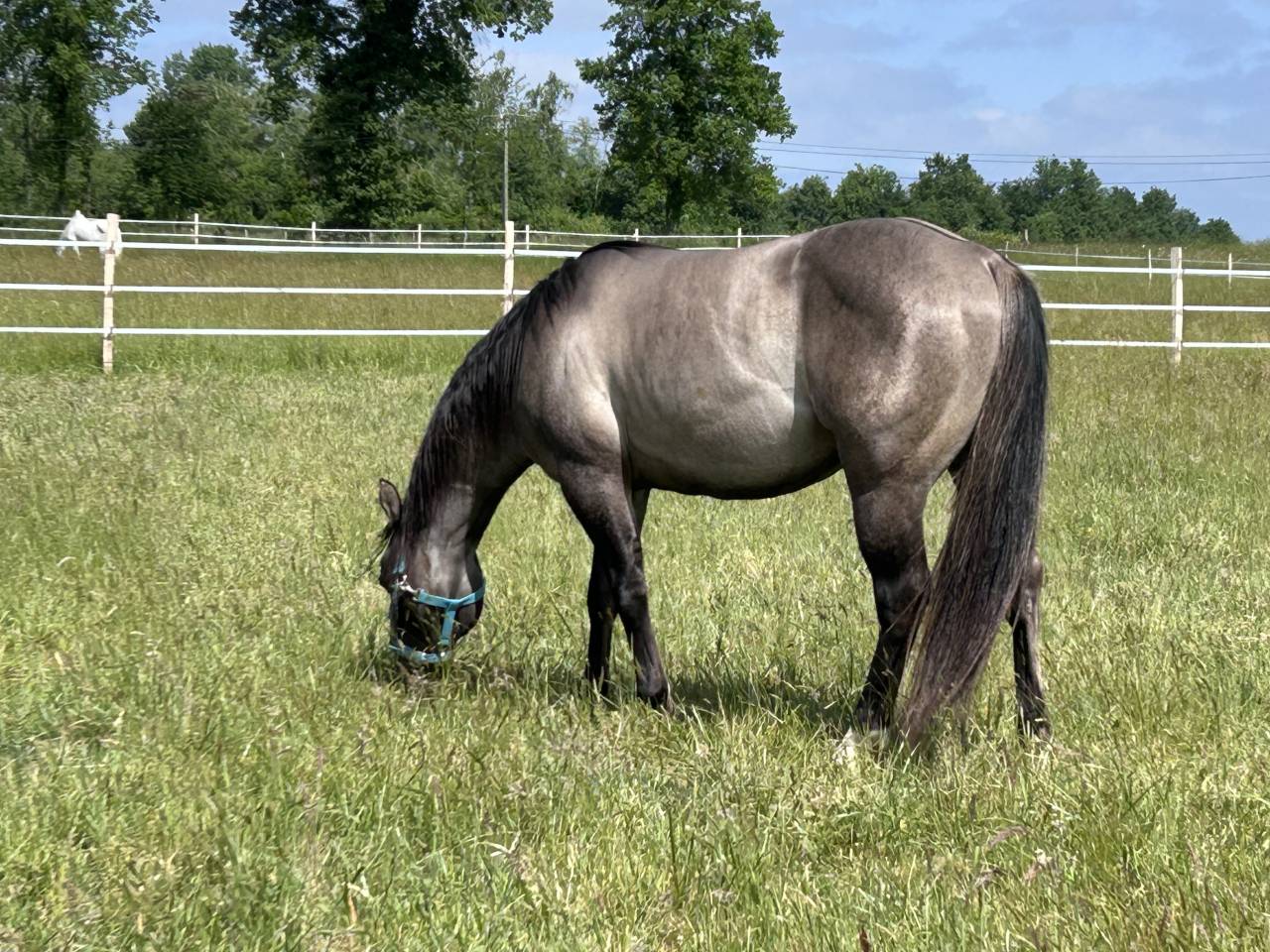 POULAIN AQHA GRULLO 2026