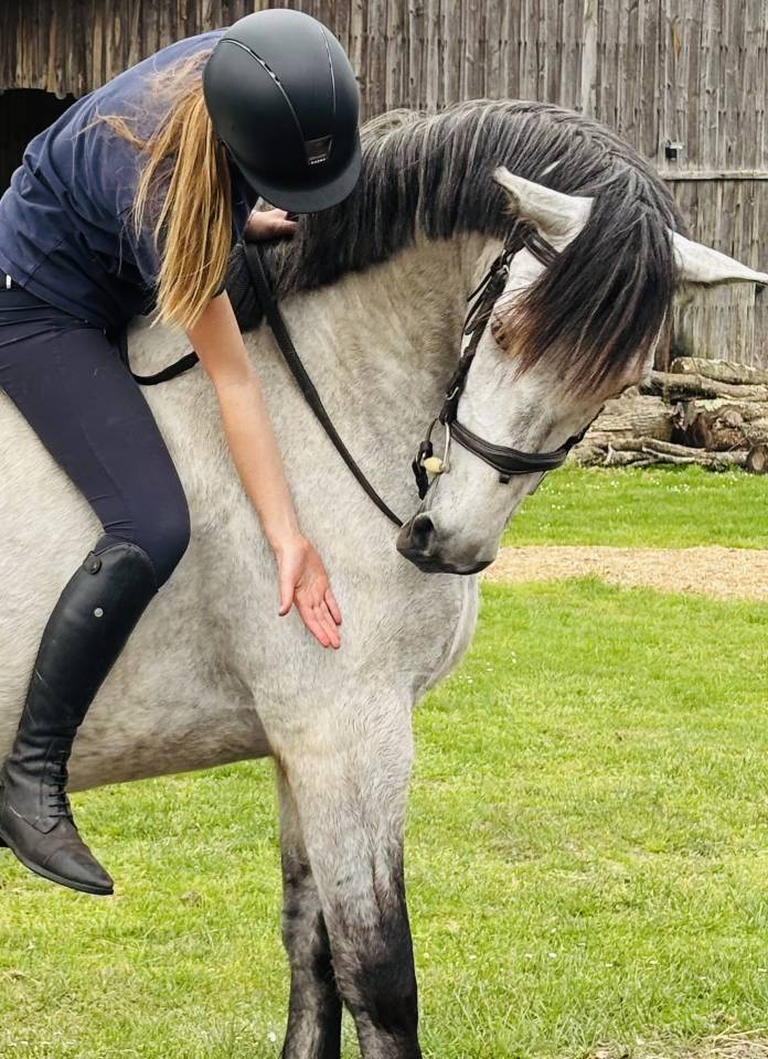 11 ans, hongre ONC 1,49 m