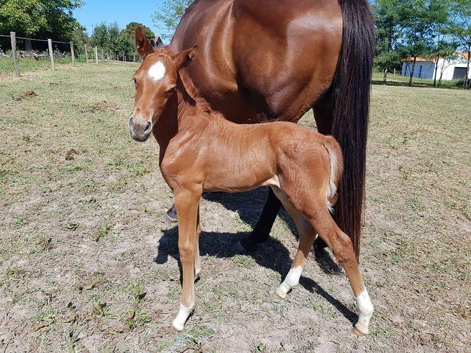 Cheval &agrave; vendre 