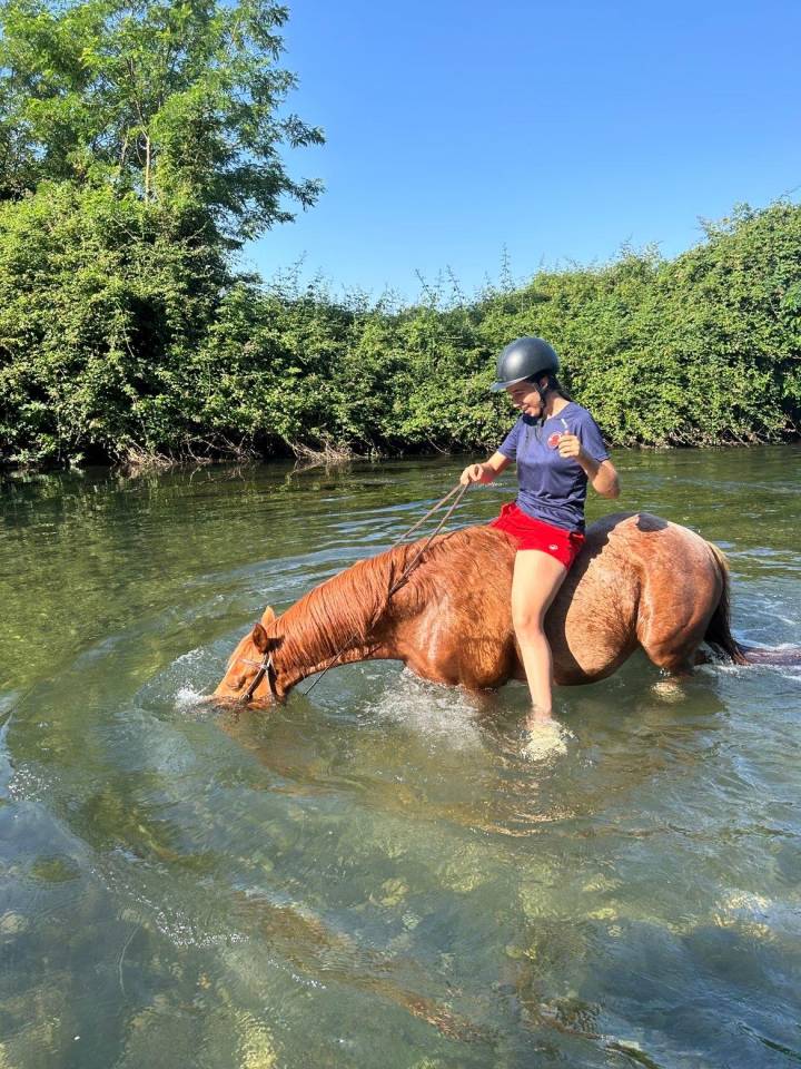 Cheval &agrave; vendre 
