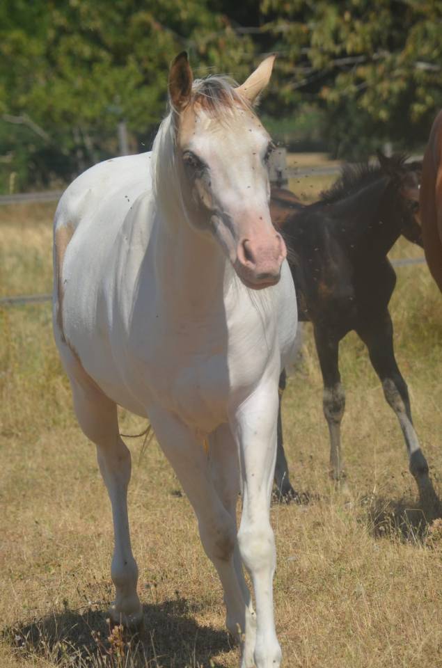 Jeune Paint horse pp