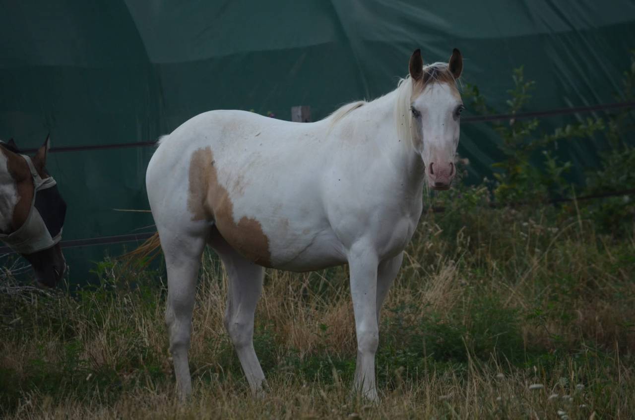 Jeune Paint horse pp