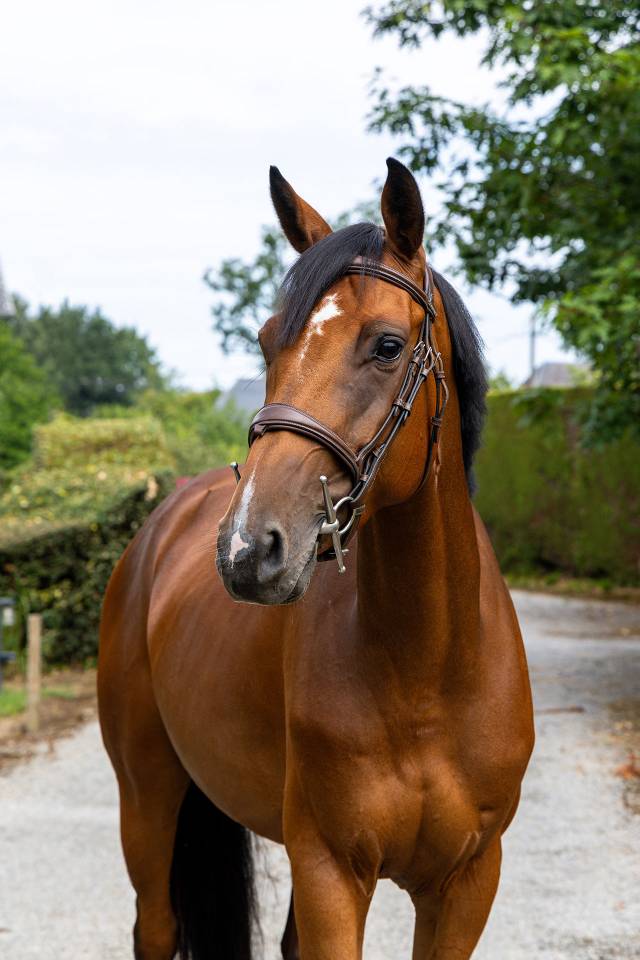Jument 5 ans id&eacute;ale amateur 1 / &eacute;lite