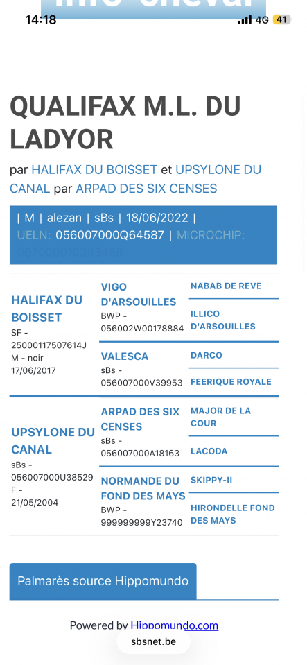 Hongre SBS 4 ans 