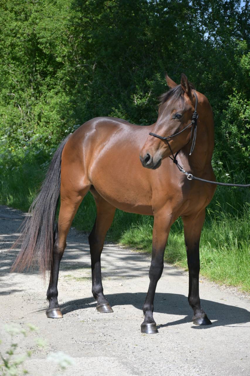 Hongre, 3 ans, pour Dressage