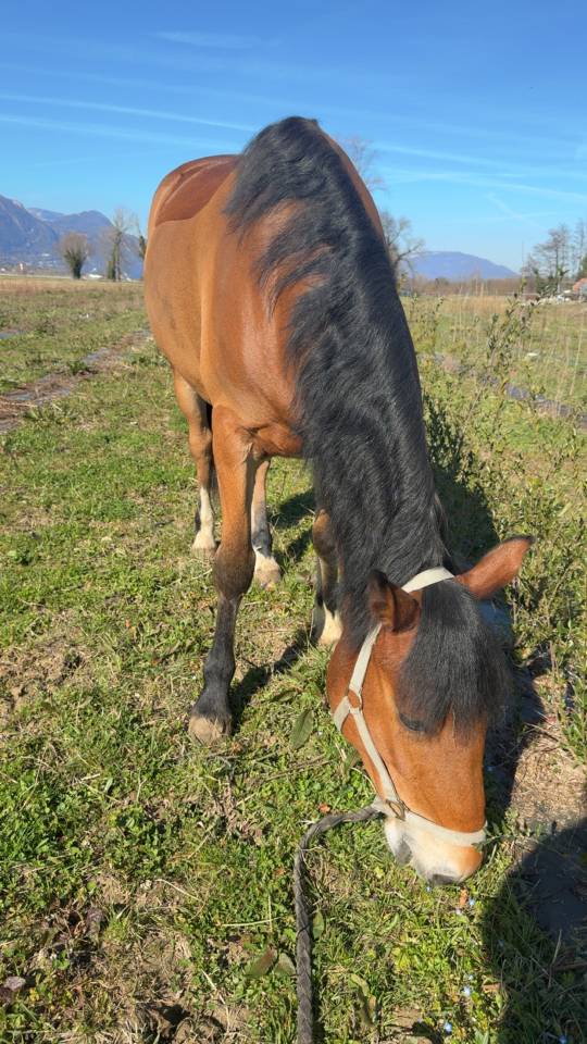 D&eacute;mi pension cheval 