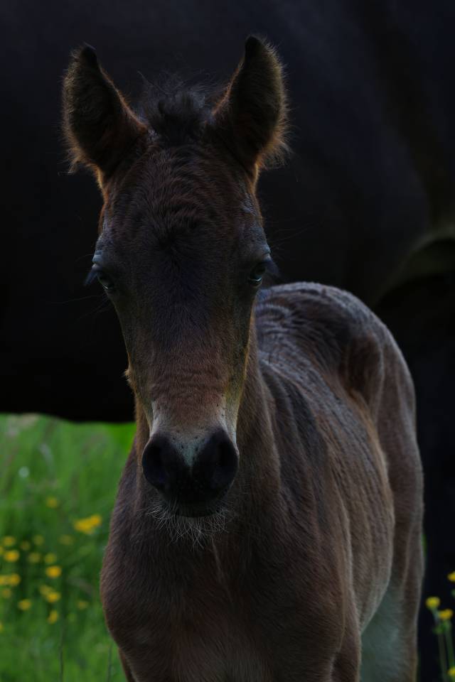 Foal m&acirc;le connemara