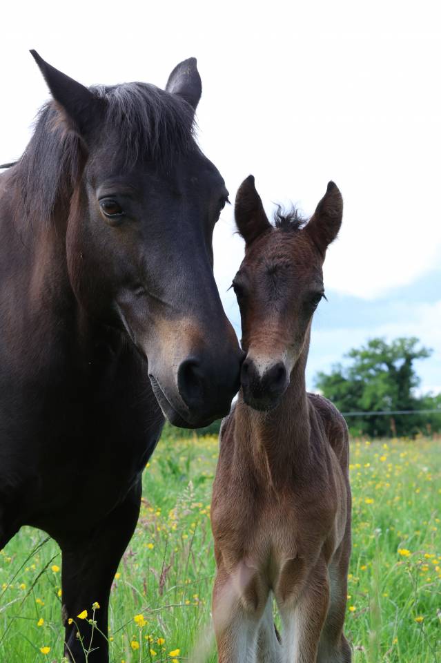 Foal m&acirc;le connemara