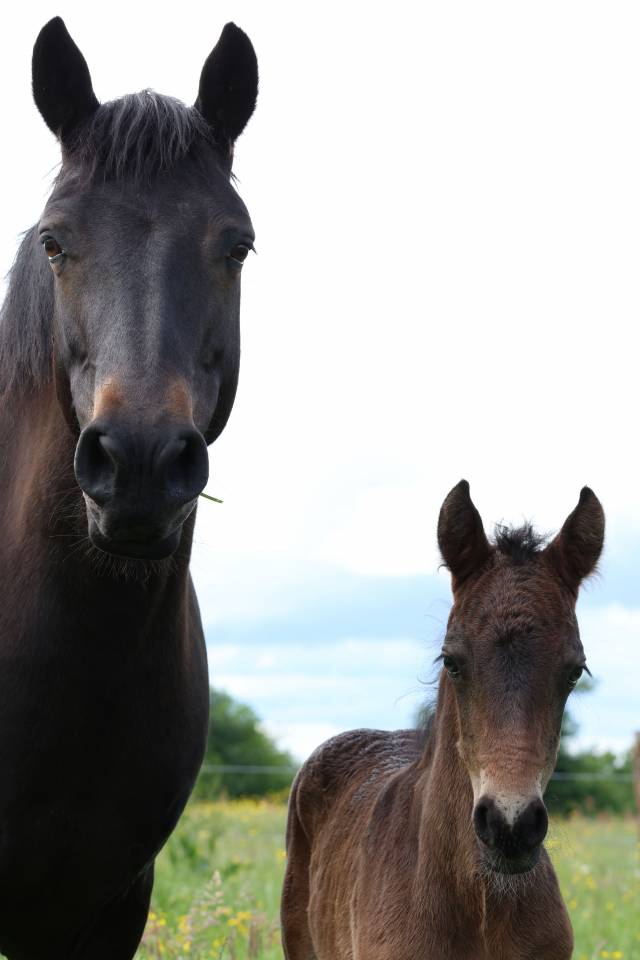 Foal m&acirc;le connemara