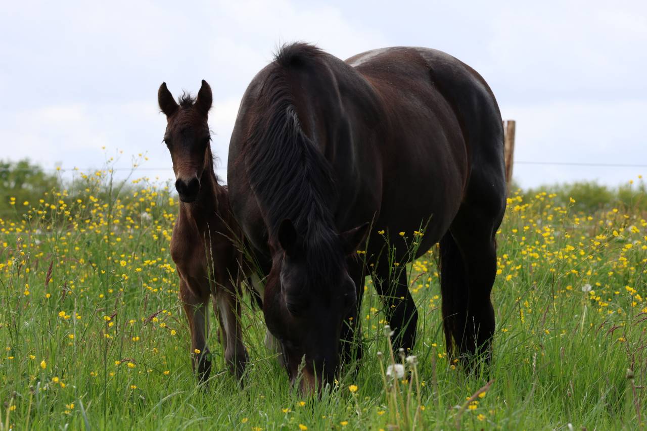 Foal m&acirc;le connemara