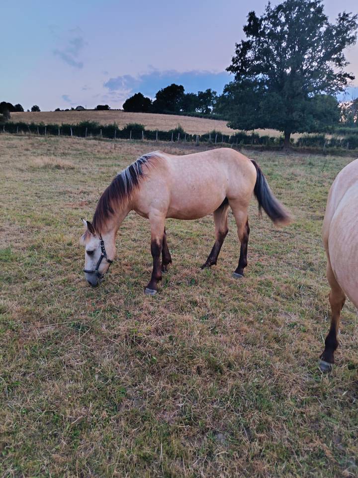 Grand D/petit Cheval onc Isabelle a vendre 