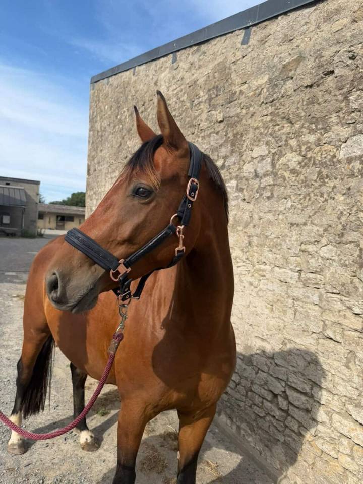 Jument de 4 ans &agrave; vendre 