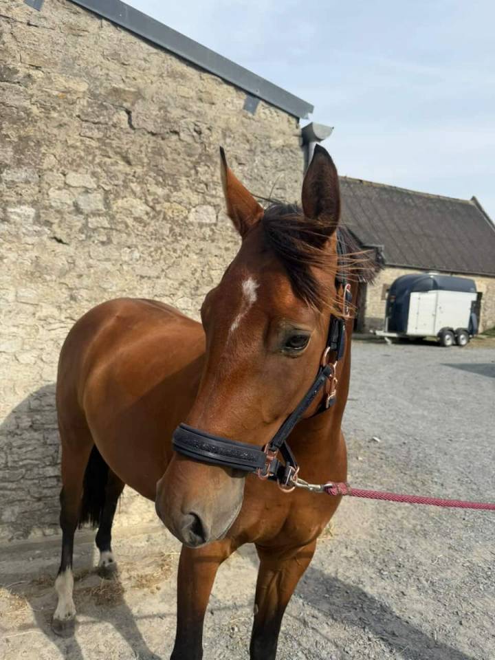 Jument de 4 ans &agrave; vendre 