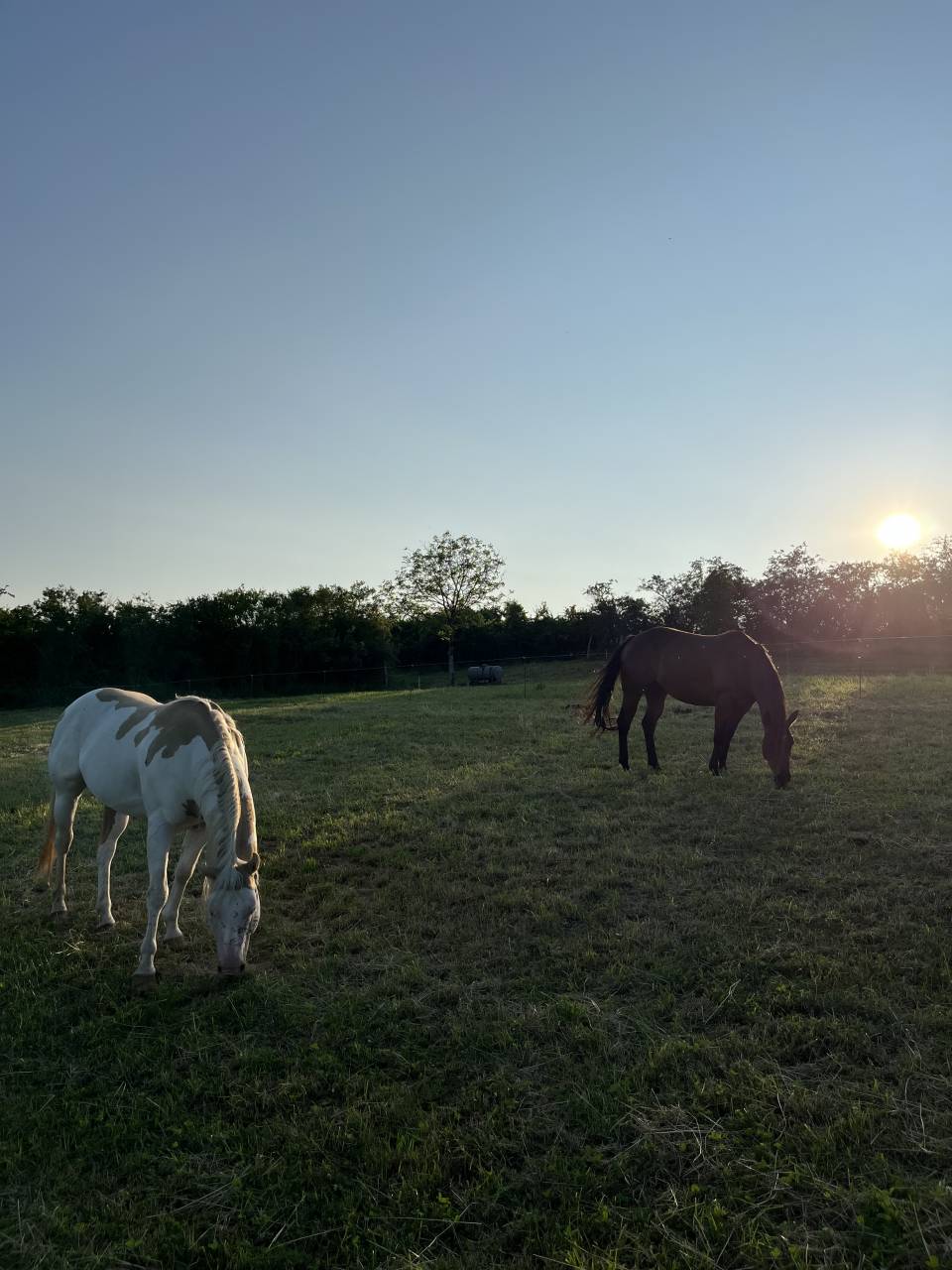 Poulain Paint Horse PP