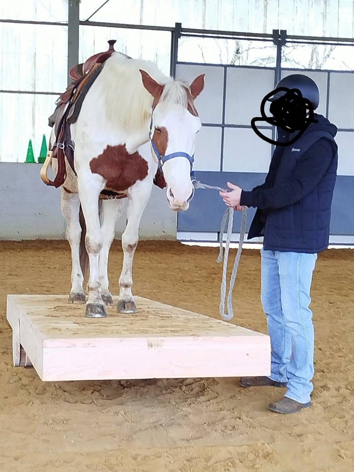 Jument &agrave; vendre 