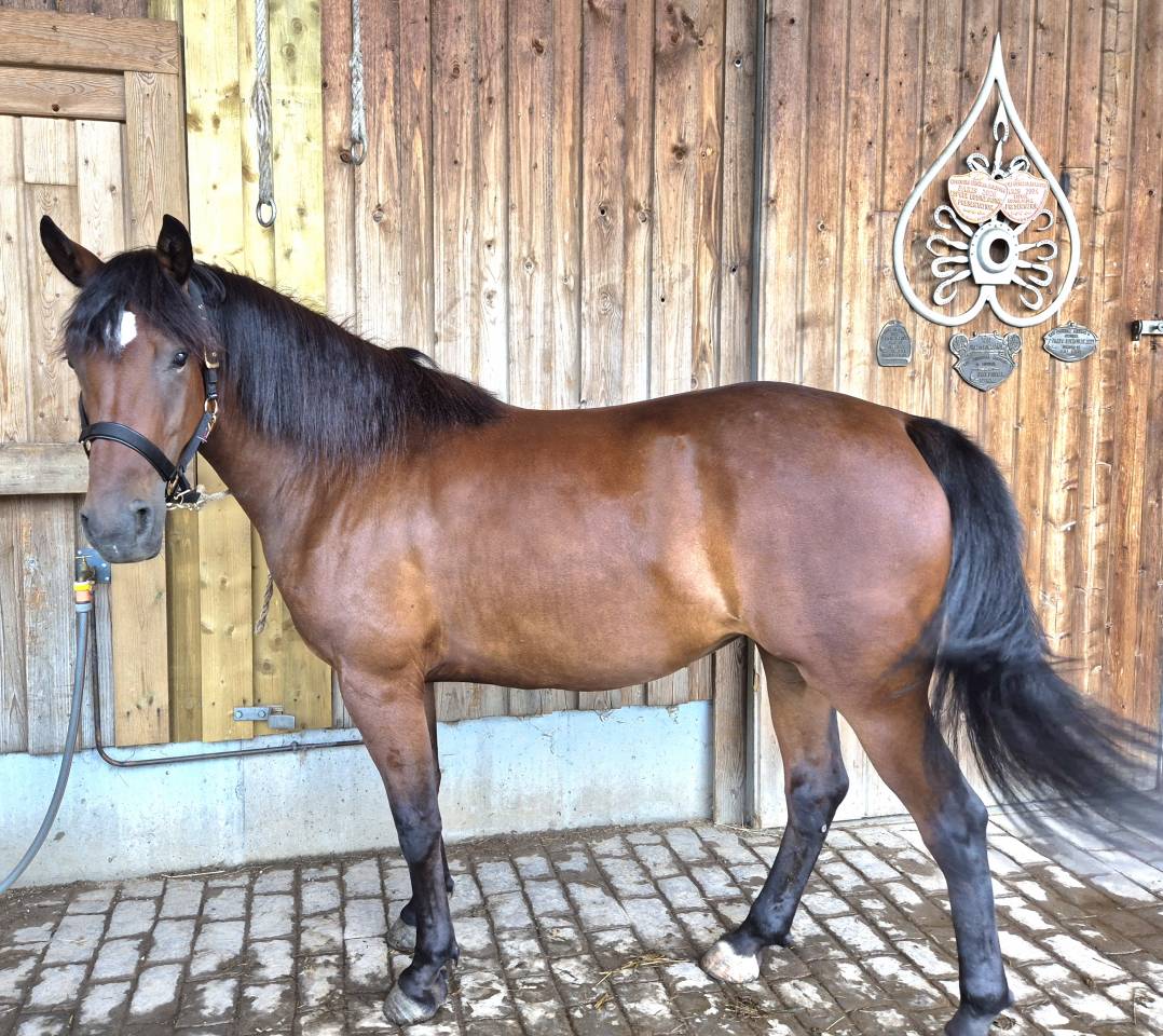 pouliche, DSA/Castillonnais de 3 ans