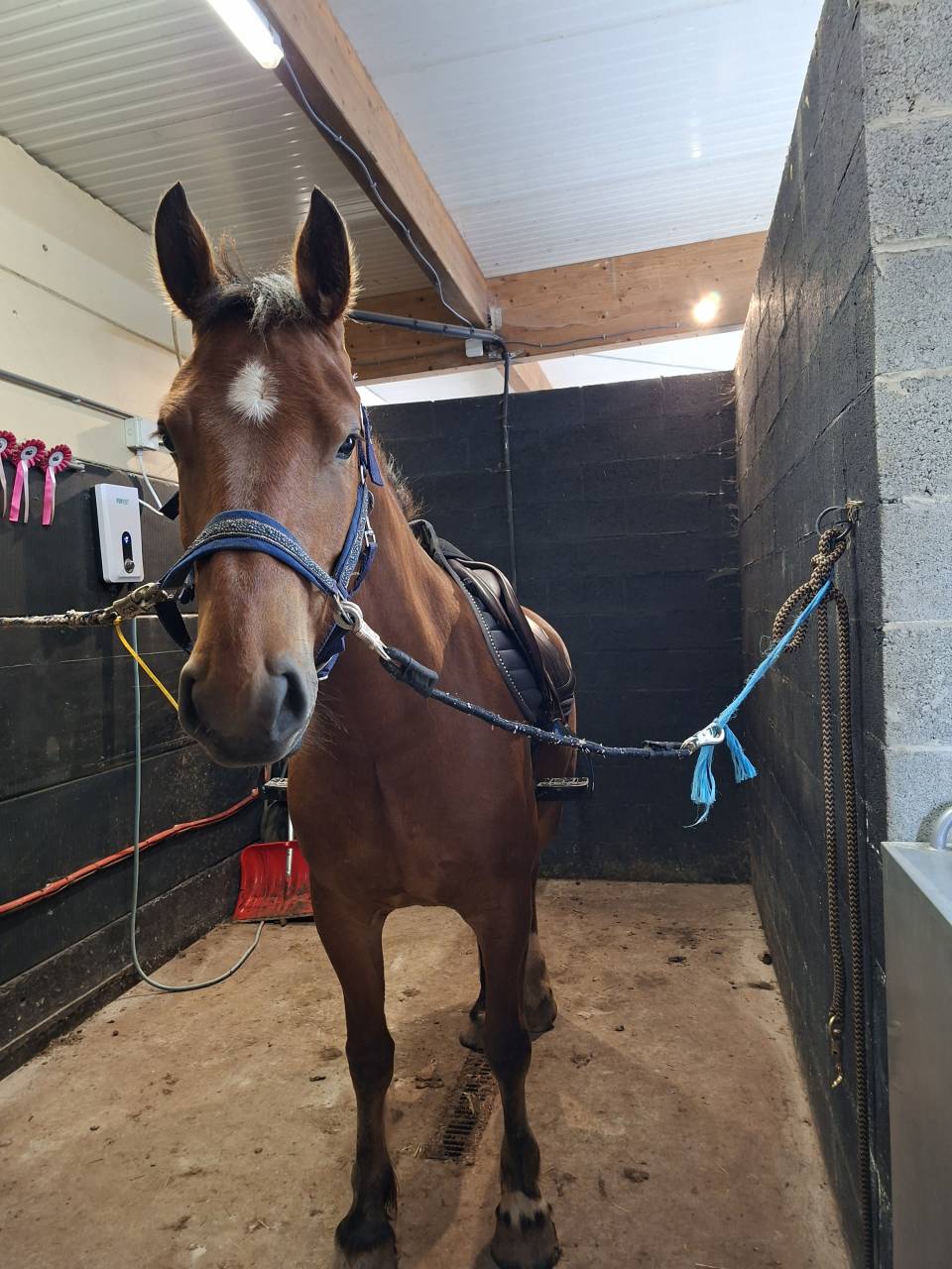 Franche montagne 5 ans 