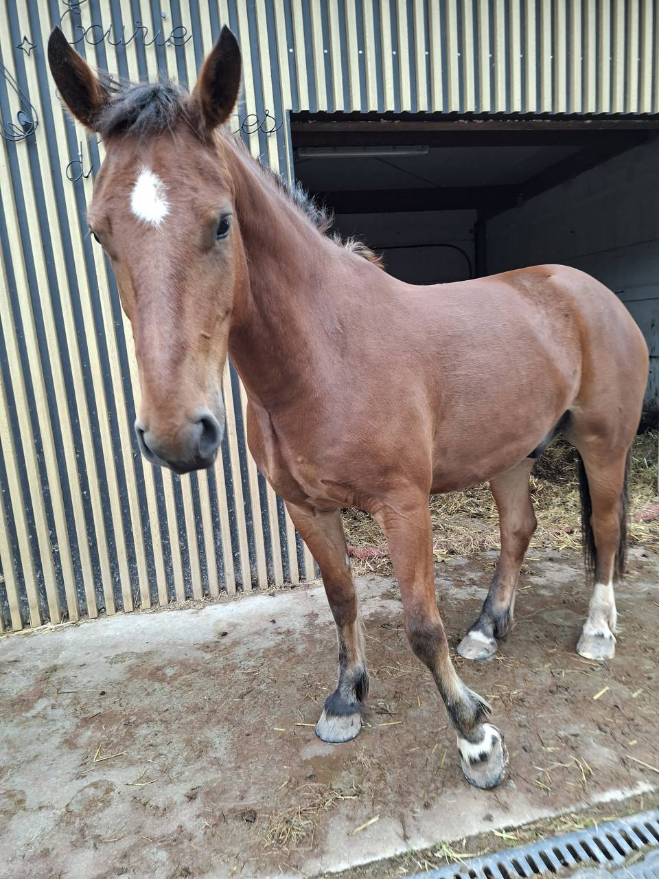 Franche montagne 5 ans 
