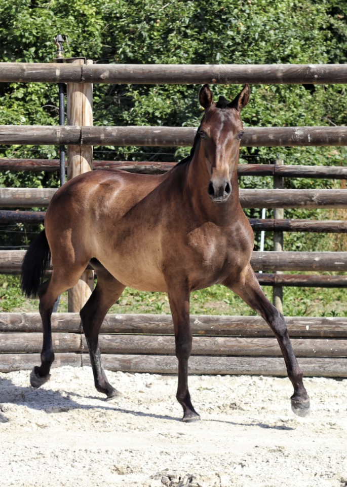 Jument pur sang lusitanien 5ans 