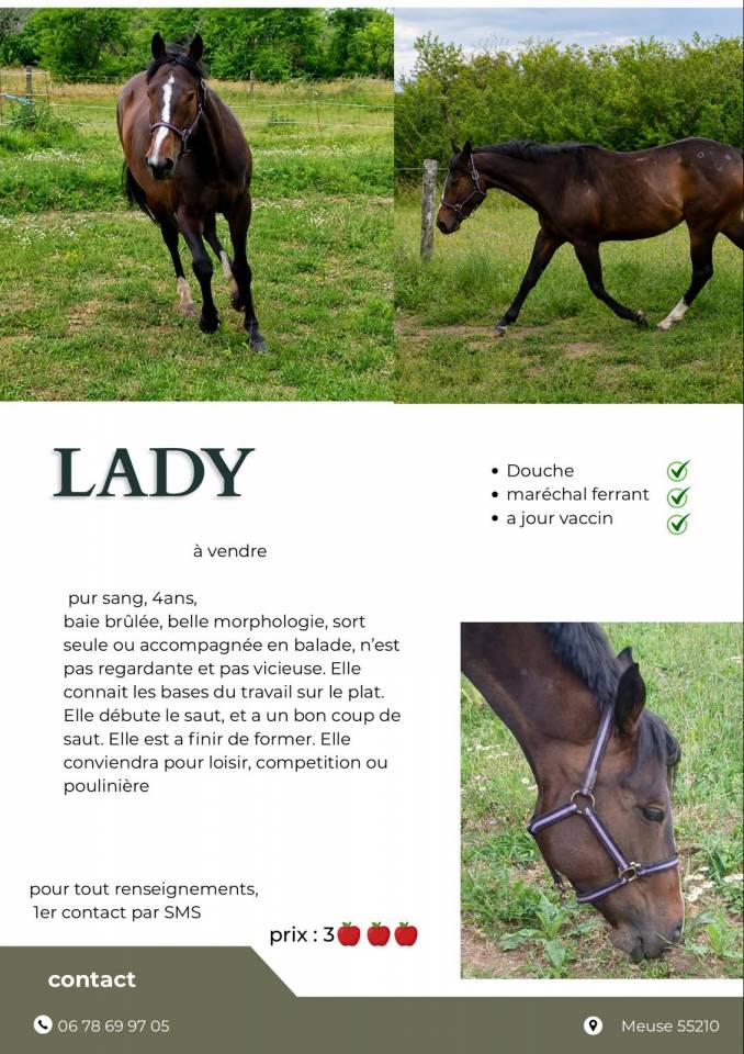 A vendre pur sang, 4ans, baie br&ucirc;l&eacute;e