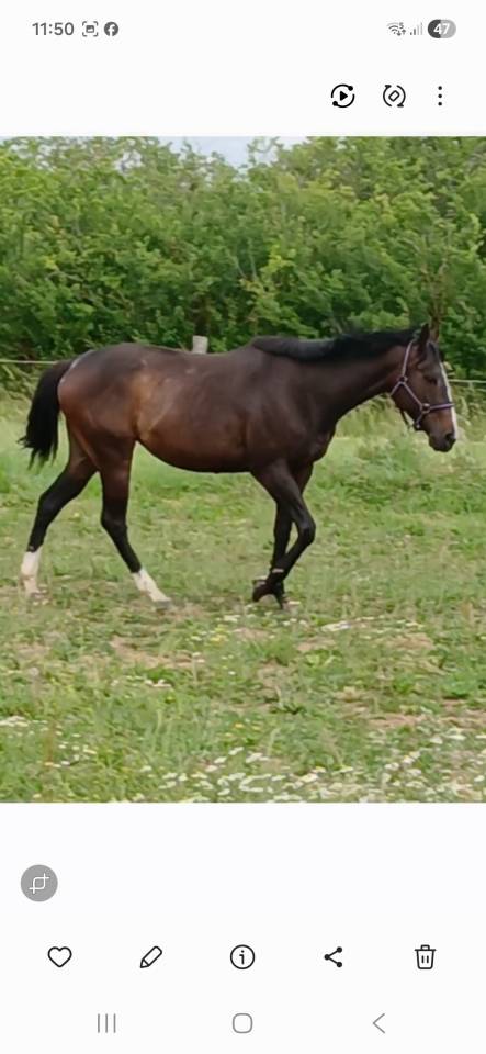 A vendre pur sang, 4ans, baie br&ucirc;l&eacute;e