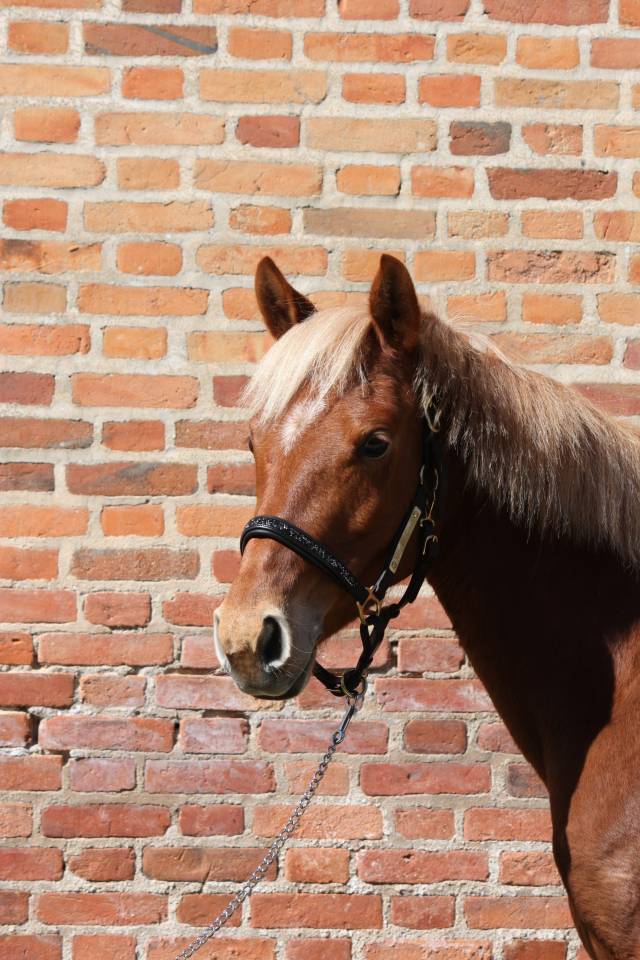 Ponette CO AS2/1 &agrave; louer ou vendre