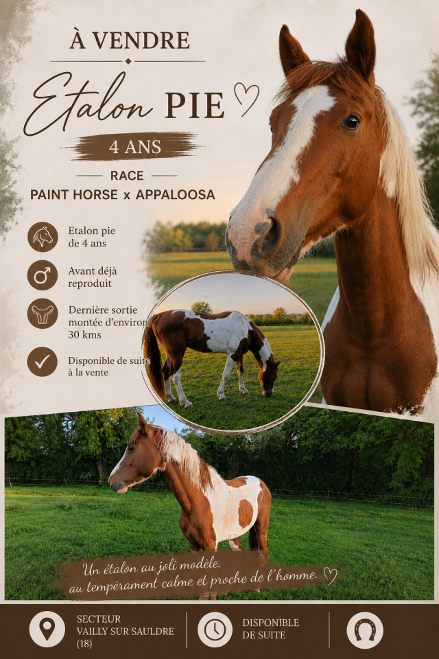 Etalon Pie Paint Horse x Appaloosa