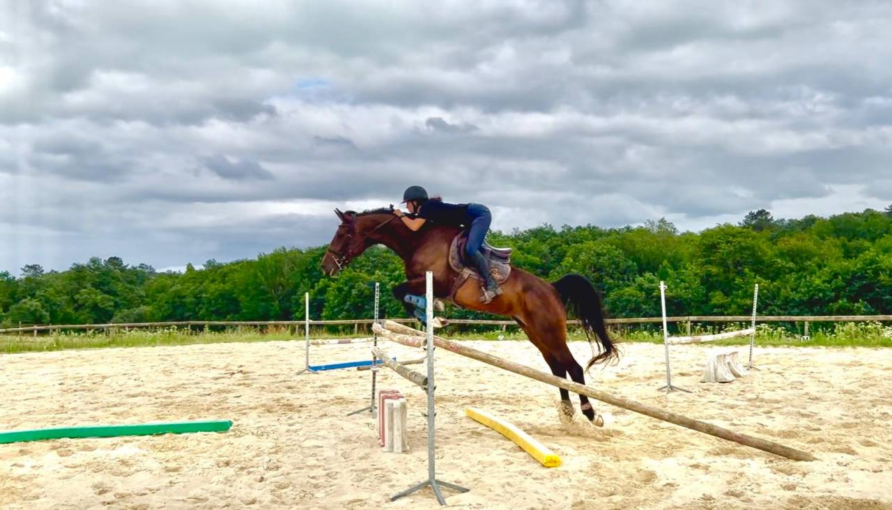 Jolie jument trotteuse !