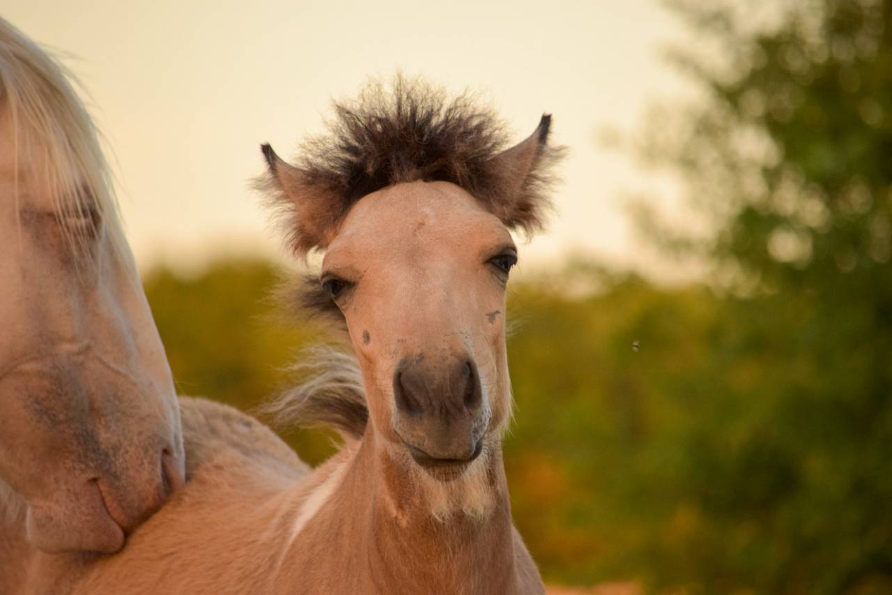 Poulain a r&eacute;server Islandais X irish cob