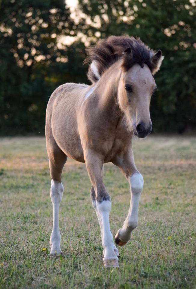 Poulain a r&eacute;server Islandais X irish cob