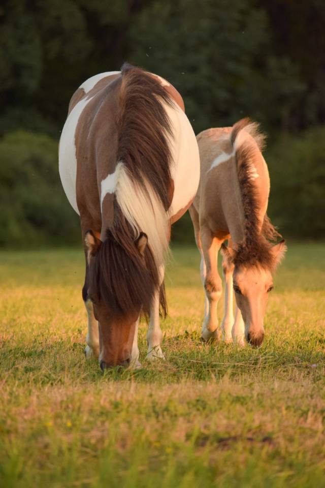 Poulain a r&eacute;server Islandais X irish cob
