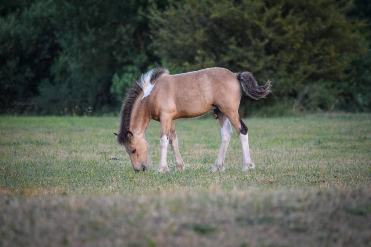 Poulain a r&eacute;server Islandais X irish cob