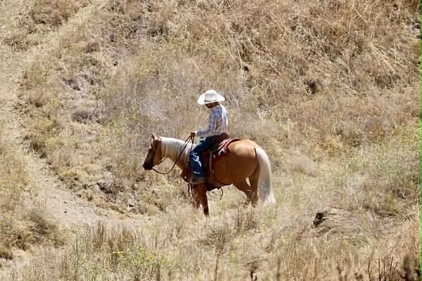 6-Year-Old &bull; 15-Hand Golden Palomino Gelding