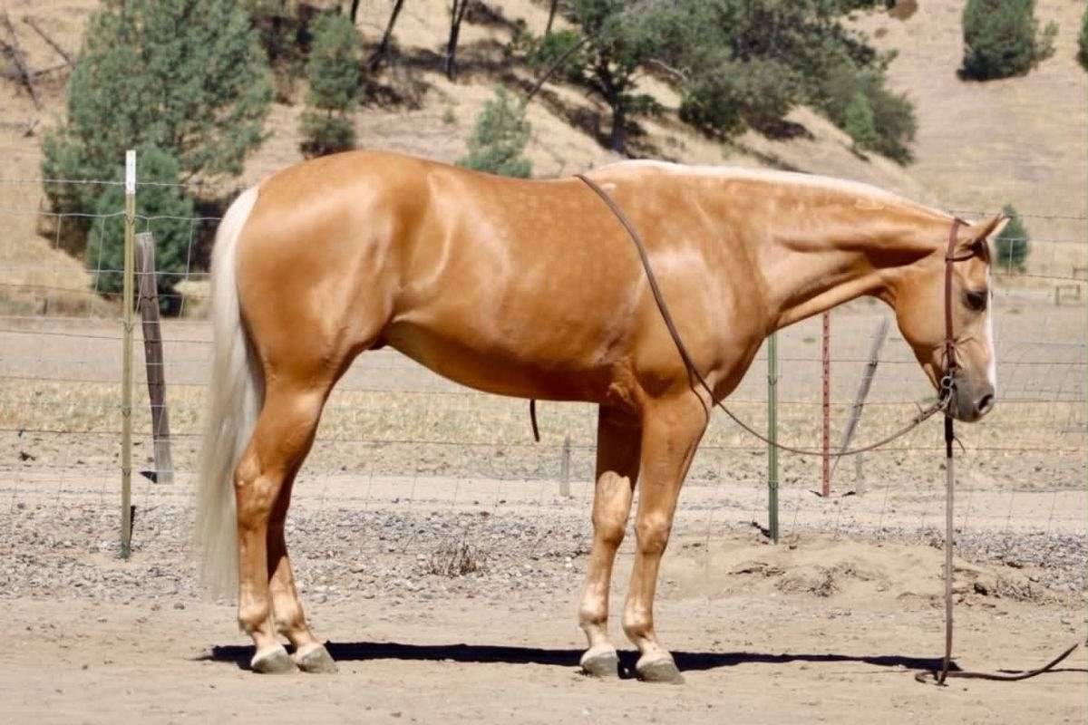 6-Year-Old &bull; 15-Hand Golden Palomino Gelding