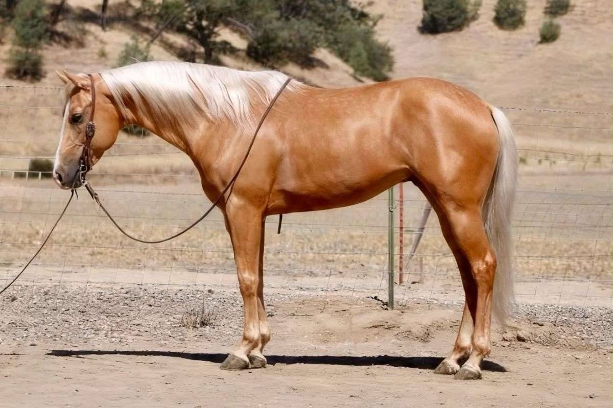 6-Year-Old &bull; 15-Hand Golden Palomino Gelding
