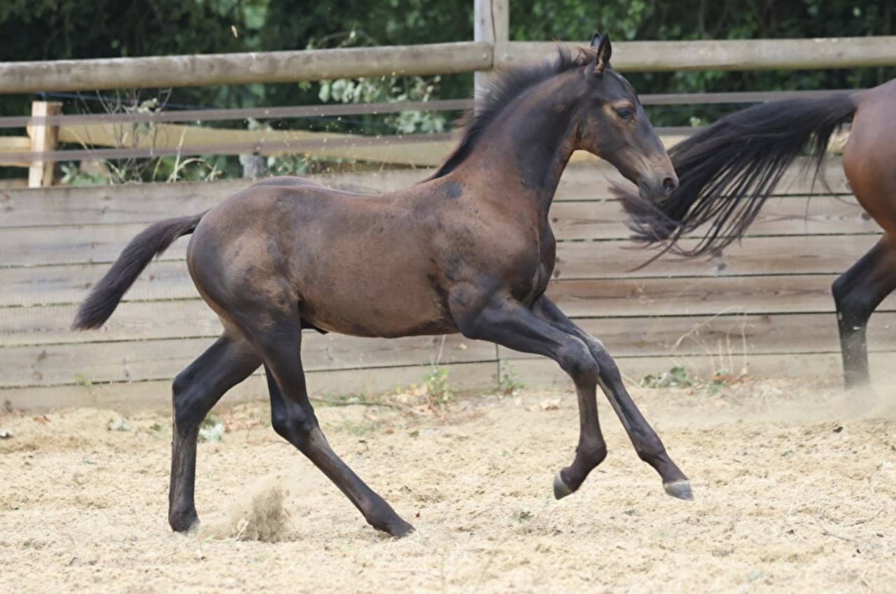 Poulain SF