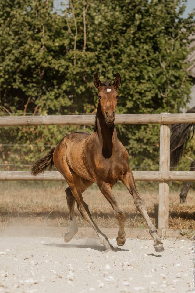 Poulain Pur-Sang Lusitanien selectionn&eacute; France Dressage