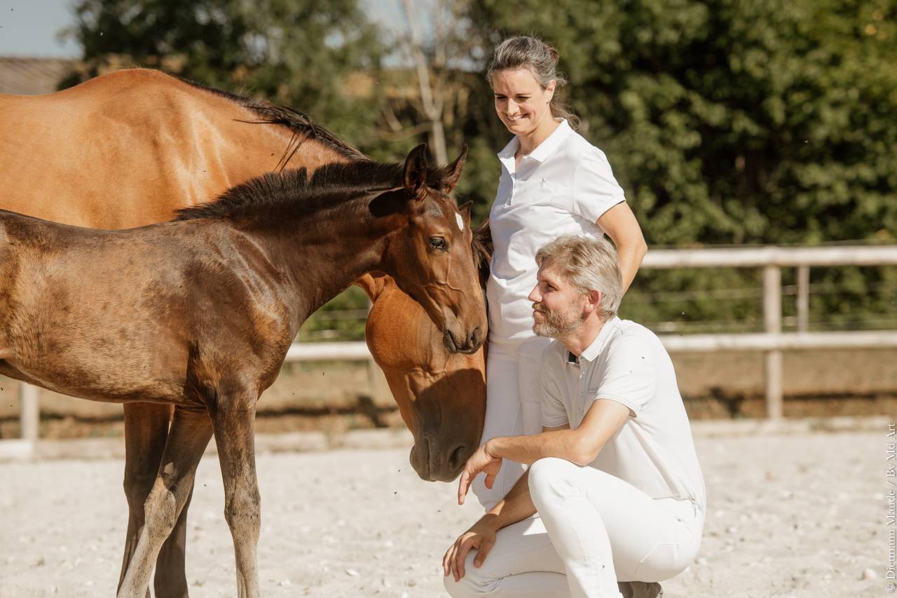 Poulain Pur-Sang Lusitanien selectionn&eacute; France Dressage