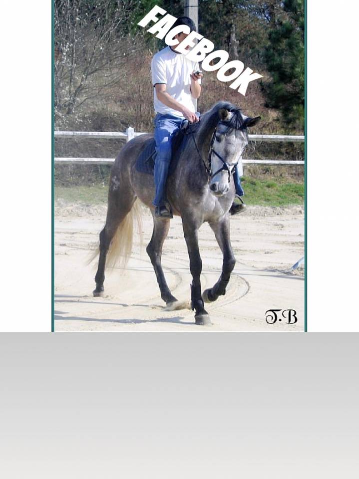 Sofien 37 ans Disponible pour poste de Palefrenier 