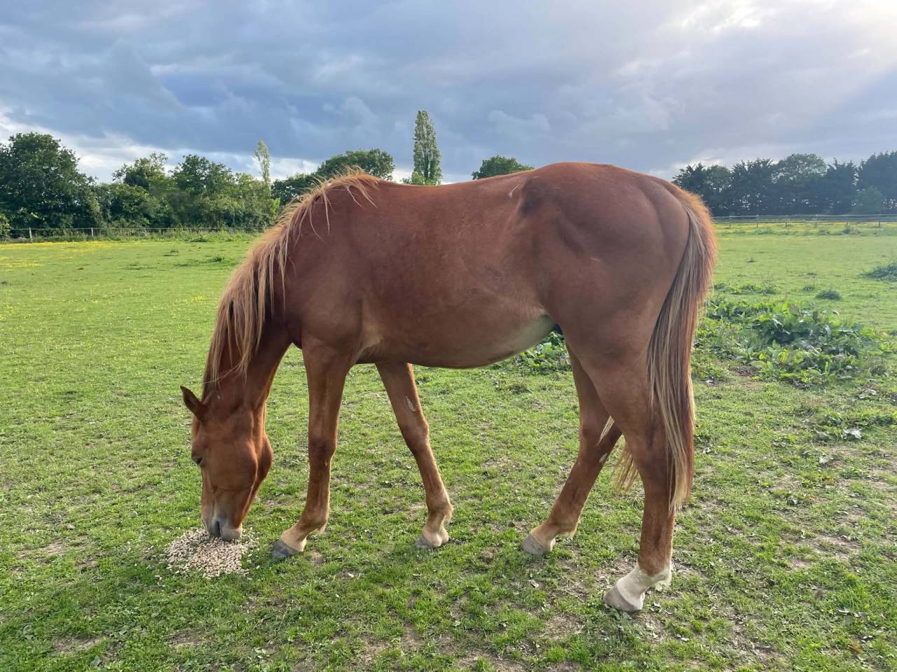 POULAIN 2 ANS