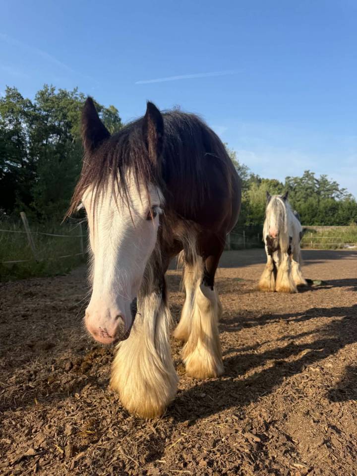 Poliche Irish Cob &agrave; vendre