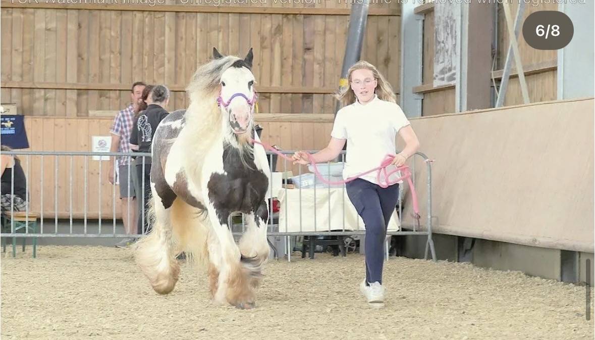 Poliche Irish Cob &agrave; vendre