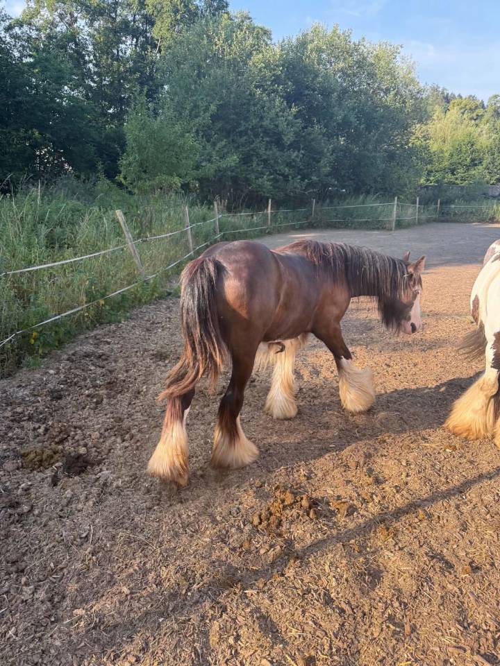 Poliche Irish Cob &agrave; vendre