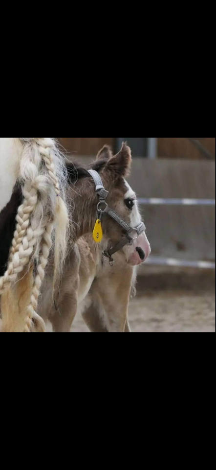 Poliche Irish Cob &agrave; vendre